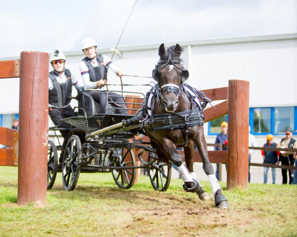 horse Petit Hurricain (German Riding Pony, 2004, from Crown Hartbreaker)