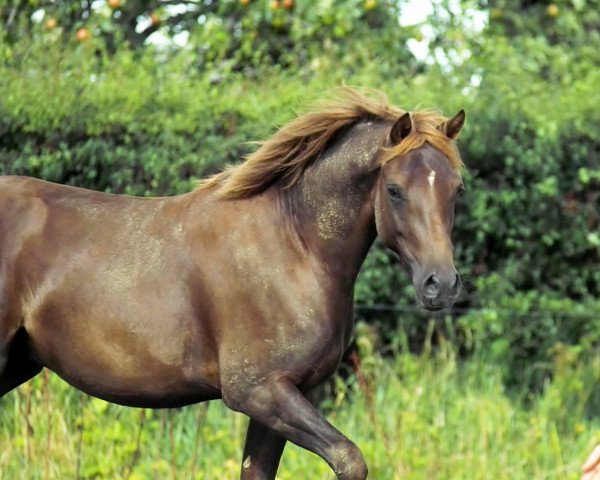 horse Petit Bright Magic (German Riding Pony, 2011, from Holsteins Bonito)