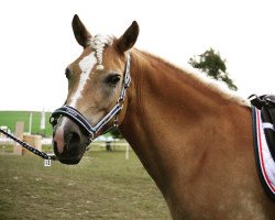 dressage horse Annouk 2 (Haflinger, 2009)