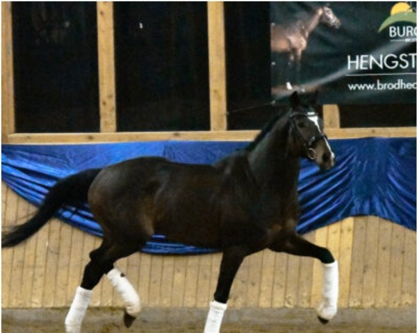 Deckhengst Agamemdon xx (Englisches Vollblut, 2015, von Lord of England xx) Deckhengst Agamemdon xx (Englisches Vollblut, 2015, von Lord of England xx)