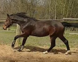 Dressurpferd Magic Mike H (Westfale, 2016, von E.H. Millennium)