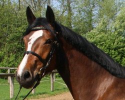 broodmare Miss Balou (Westphalian, 2015, from Balou du Rouet)