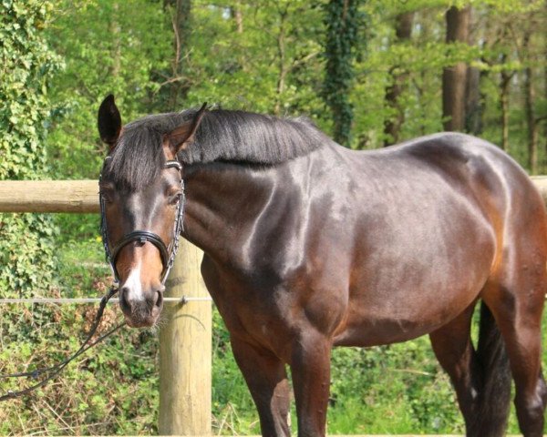horse Donna Florine H (Westphalian, 2015, from Danciano)