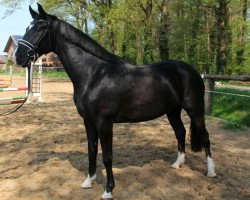 Pferd Füsten Diva H (Westfale, 2015, von Fürsten-Look)