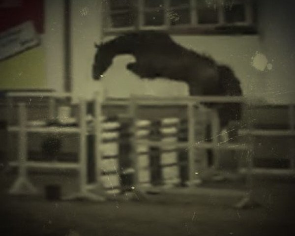 Springpferd Qpé (KWPN (Niederländisches Warmblut), 2015, von Quasimodo vd Molendreef)