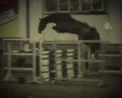 jumper Qpé (KWPN (Royal Dutch Sporthorse), 2015, from Quasimodo vd Molendreef)
