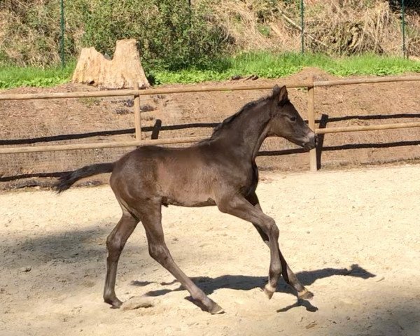 horse Mon Patron (Trakehner, 2020, from Easy Game)