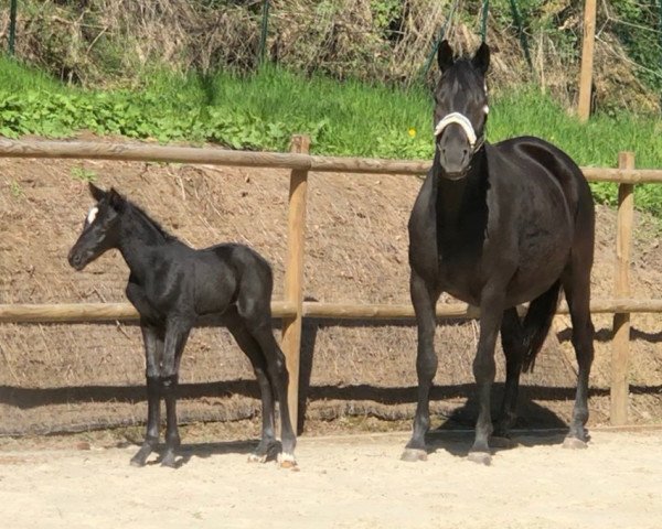 horse Dalotta (Trakehner, 2020, from Imperio 3)