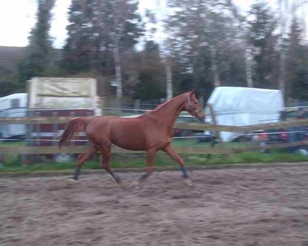 broodmare Francis (Hanoverian, 2015, from Fürst Wilhelm)