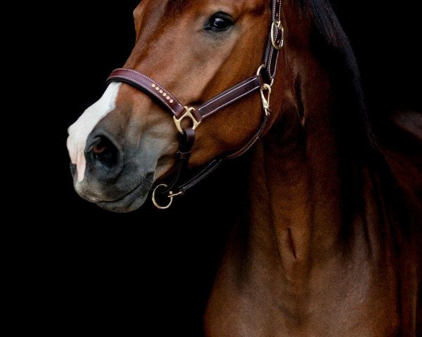 Pferd Ever fallen in love (Hannoveraner, 2012, von Embassy I)