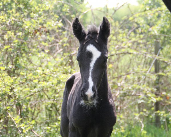 Pferd Dante Dream JD (Oldenburger, 2020, von Dante Weltino Old)