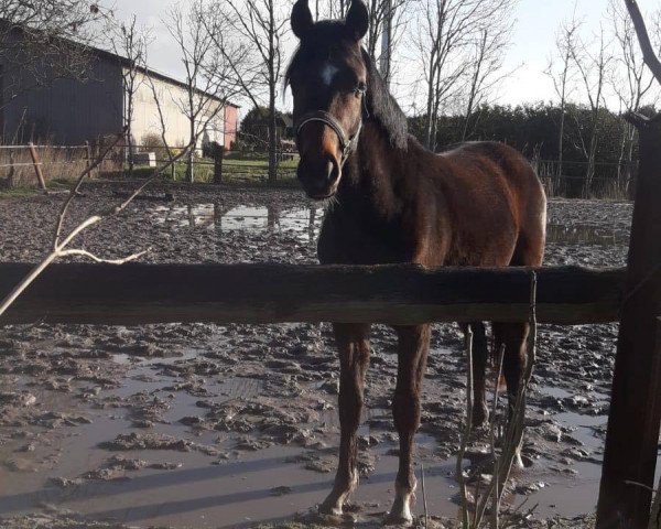 horse Rocky (Oldenburg, 2017, from Rock For Me)