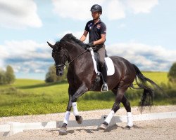 Dressurpferd Delgado des Pres CH (Schweizer Warmblut, 2011, von Del Cuore CH)