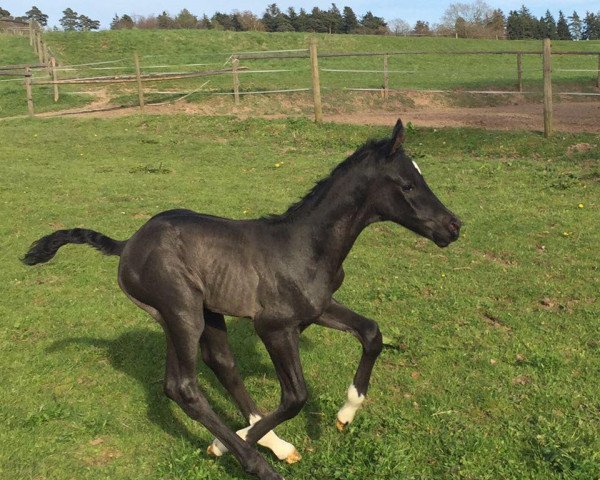 horse Giulietta 30 (German Sport Horse, 2017, from Grey Flanell)