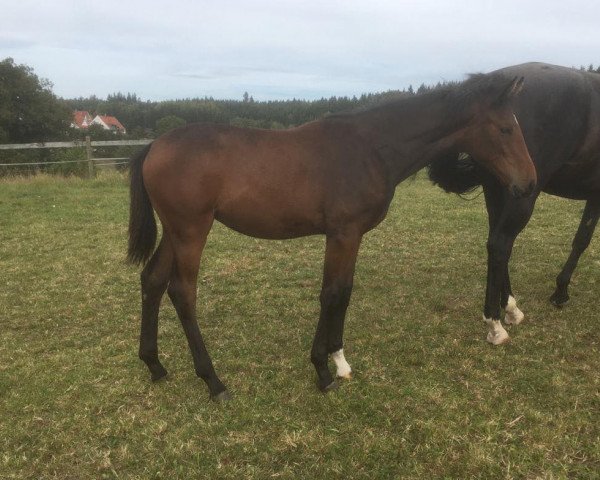 Pferd Belicia JD (Deutsches Reitpferd, 2019, von Callaho's Benicio)