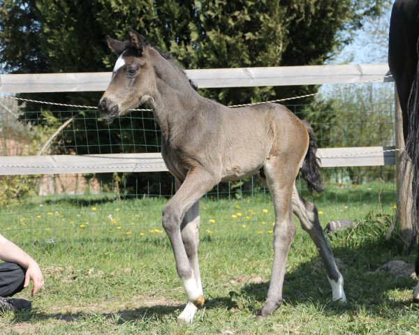 horse Black Opium JD (Oldenburg, 2020, from Bohemian)