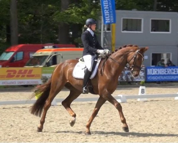 Dressurpferd Damon's Pauly (Westfale, 2010, von Damon Hill)