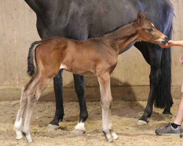 horse Rossini (Trakehner, 2020, from Fellini)