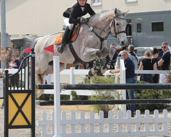 jumper Clarado (Holsteiner, 2008, from Clarimo Ask)