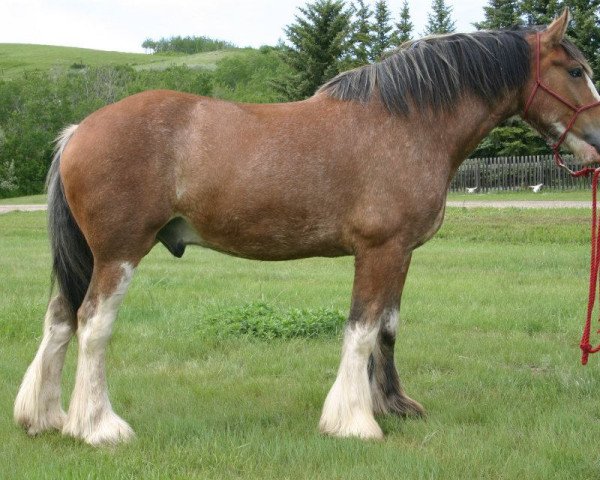 Cavallo Libby's Gunsmoke Billy (Clydesdale, 2006, di Joseph Lake's Gunsmoke)
