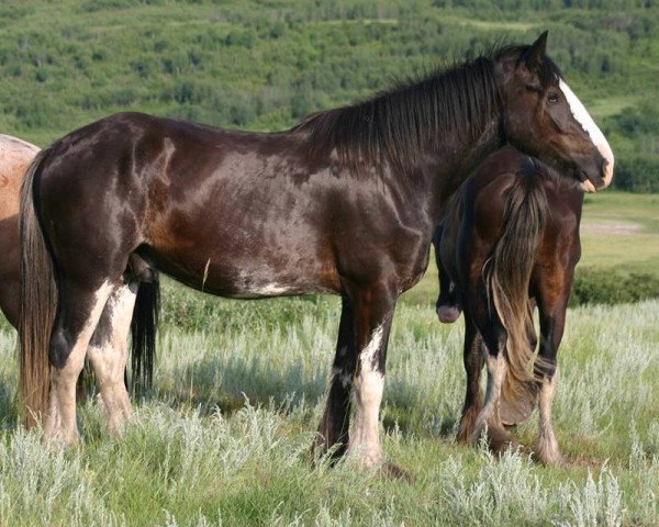 Pferd Lea's Gunsmoke Lane (Clydesdale, 2011, von Joseph Lake's Gunsmoke) Pferd Lea's Gunsmoke Lane (Clydesdale, 2011, von Joseph Lake's Gunsmoke)