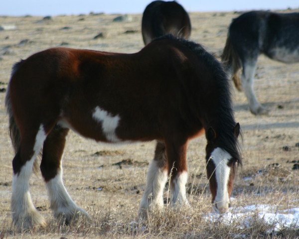 broodmare Penny Sir El Lea (Clydesdale, 2004, from Grandview Sir El Capitan) broodmare Penny Sir El Lea (Clydesdale, 2004, from Grandview Sir El Capitan)