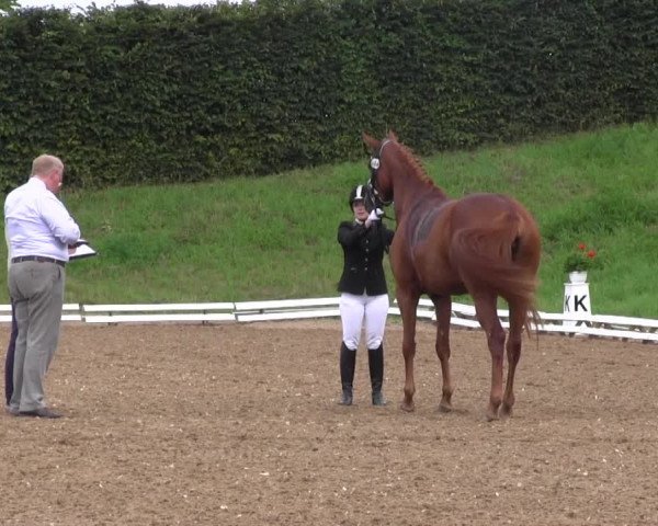 Reitturnier Vlotho-Exter 2015