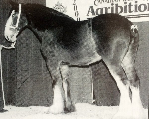 broodmare Lazy A Bailey (Clydesdale, 1992, from Tweedsdale Brunty's Lad) broodmare Lazy A Bailey (Clydesdale, 1992, from Tweedsdale Brunty's Lad)