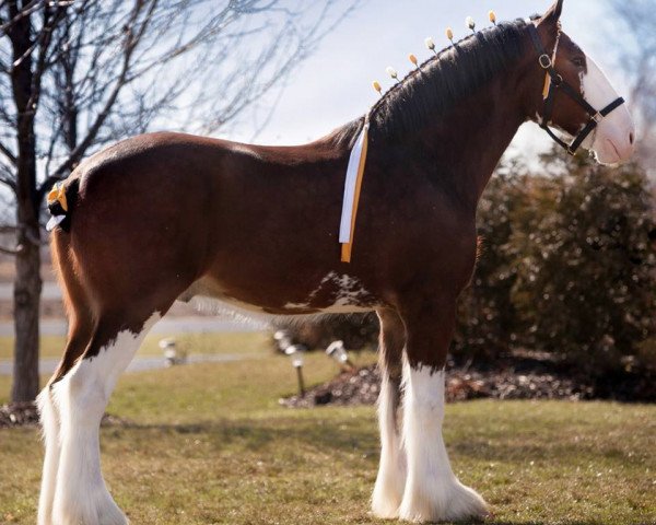 horse Lane's End Top Gun (Clydesdale, 2015, from Pinnacle's Maverick)