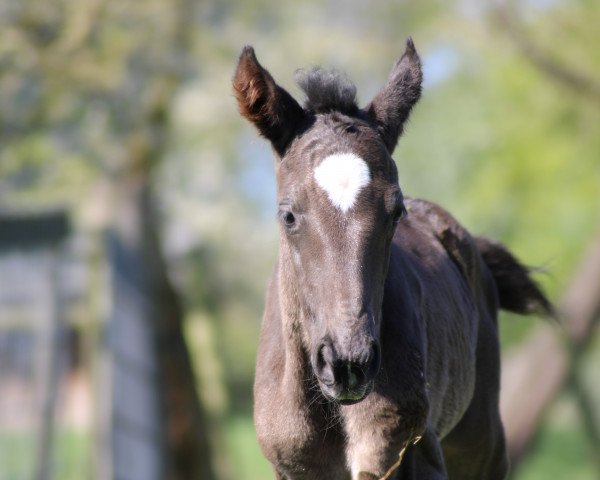 horse Die Elli (Hanoverian, 2020, from Diacontinus)