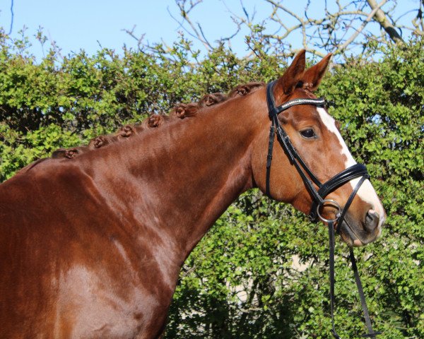Pferd Brentanos Bounty H.T. (Hannoveraner, 2014, von Brentano II)