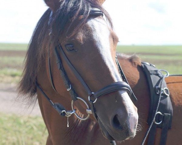 broodmare Kalira (German Riding Pony, 2014, from Da Capo)