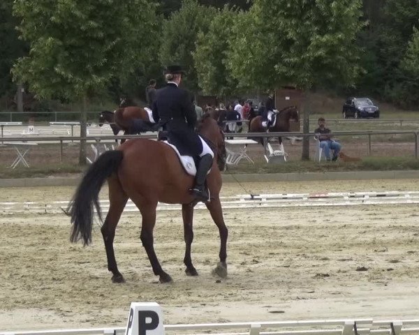 Reitturnier Schwanheim 2015