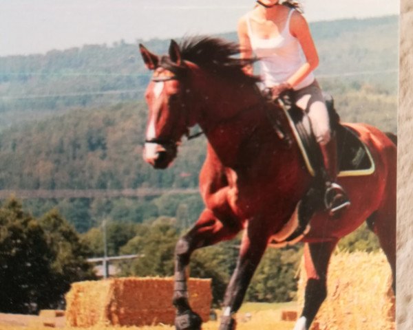 dressage horse Emilia Romana (Westphalian, 2000, from Ehrentusch)