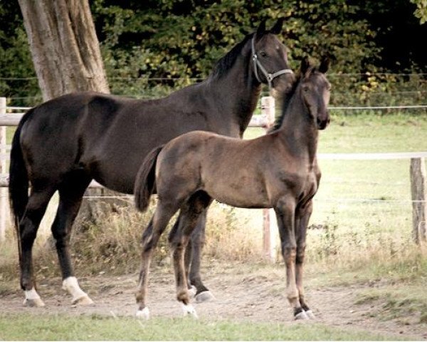 dressage horse Florescent (Westphalian, 2009, from Fifty Cent)