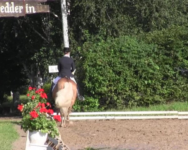 Reitturnier Vlotho-Exter 2015
