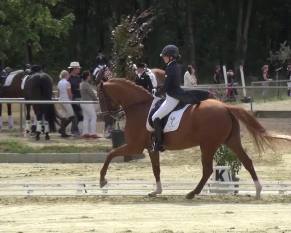 Reitturnier Schwanheim 2015
