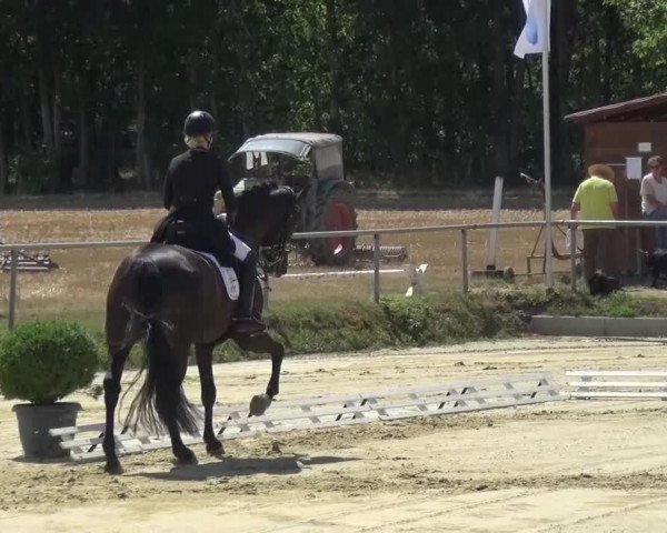 Reitturnier Schwanheim 2015