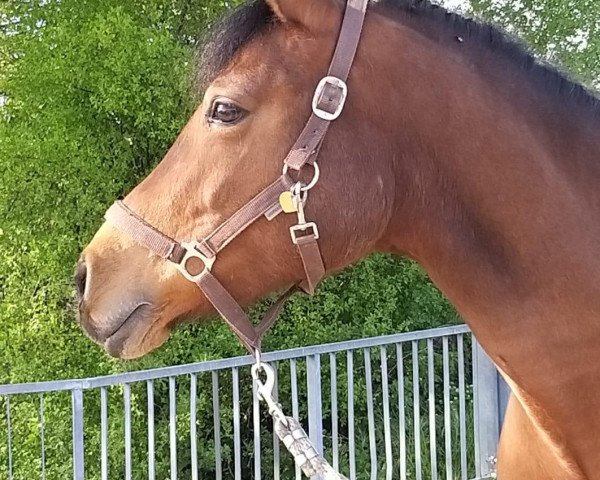 broodmare Curly Sue Parker (German Riding Pony, 2007, from Charm of Nibelungen)