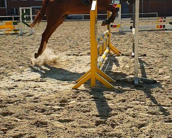 Springpferd Colorado (Westfale, 2015, von Ciacolini)
