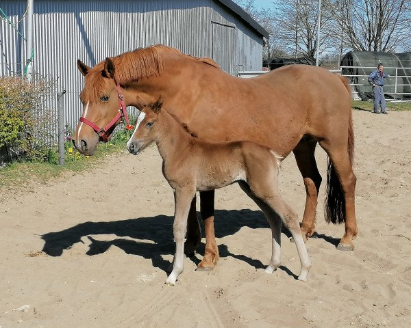 horse Delandro (German Riding Pony, 2020, from Del Piero 25)