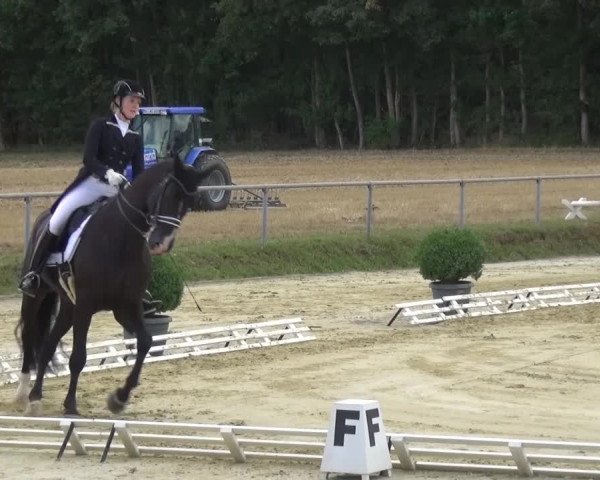 Reitturnier Schwanheim 2015