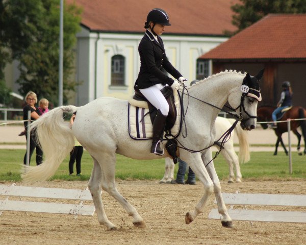 Dressurpferd Sisco 90 (Trakehner, 2000, von Legato)