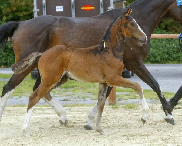 jumper Don Zietlitz (Zangersheide riding horse, 2018, from Dominator 2000 Z)