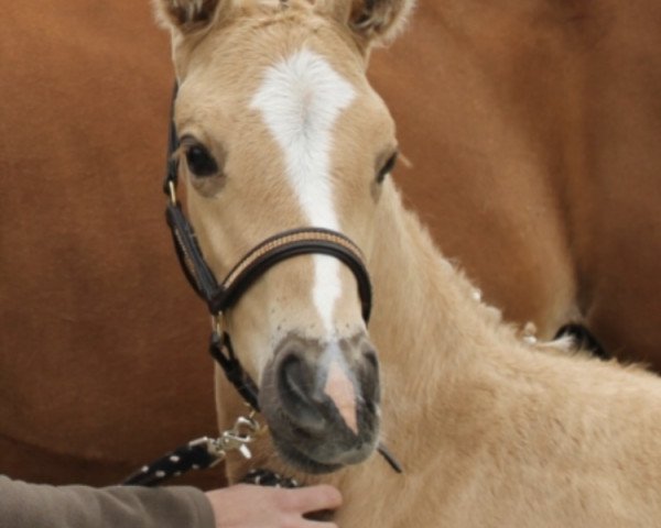 horse Quentin AD (Westphalian, 2017, from Qaside Md)