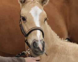 horse Quentin AD (Westphalian, 2017, from Qaside Md)
