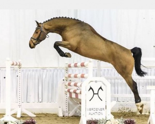 jumper Lord Espania (Hanoverian, 2014, from Lord Pezi)