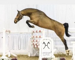 jumper Lord Espania (Hanoverian, 2014, from Lord Pezi)