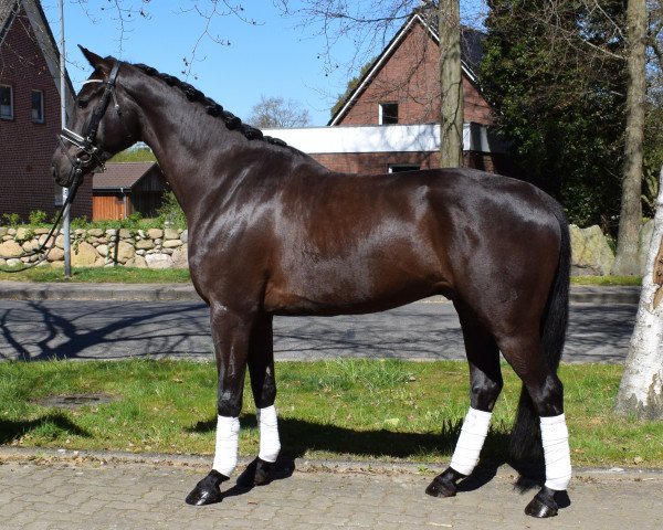 horse ***black Beauty Mit Super Qualität*** (Hanoverian, 2015, from Don Olymbrio)