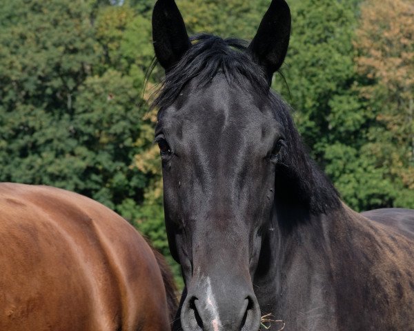 broodmare Jazzira (Oldenburg, 2015, from St. Schufro)